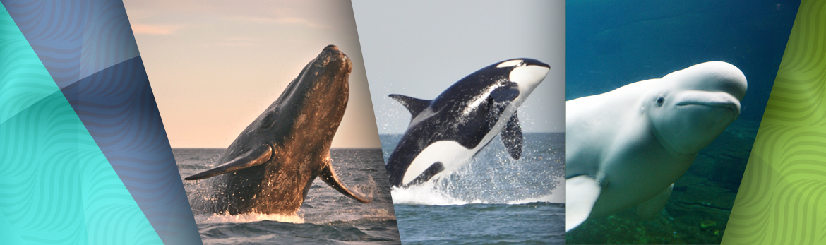 rencontre baleine canada
