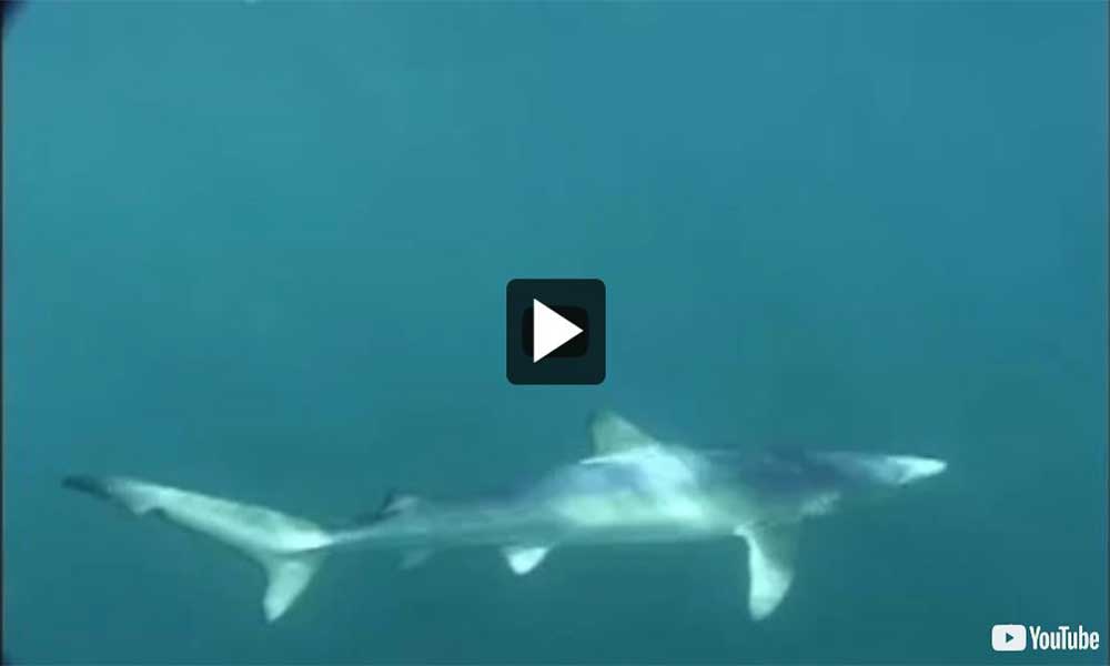 Vidéo : Requin bleu nageant au large des côtes de Halifax (Nouvelle-Écosse)