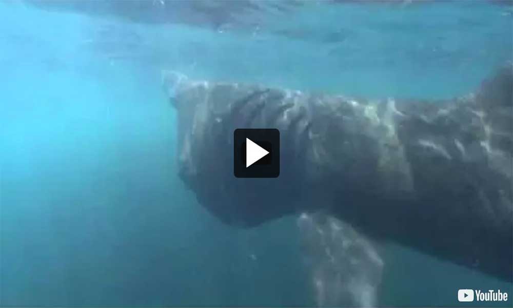 Vidéo : Recherche d’un gentil géant dans les eaux canadiennes du Pacifique : le pèlerins