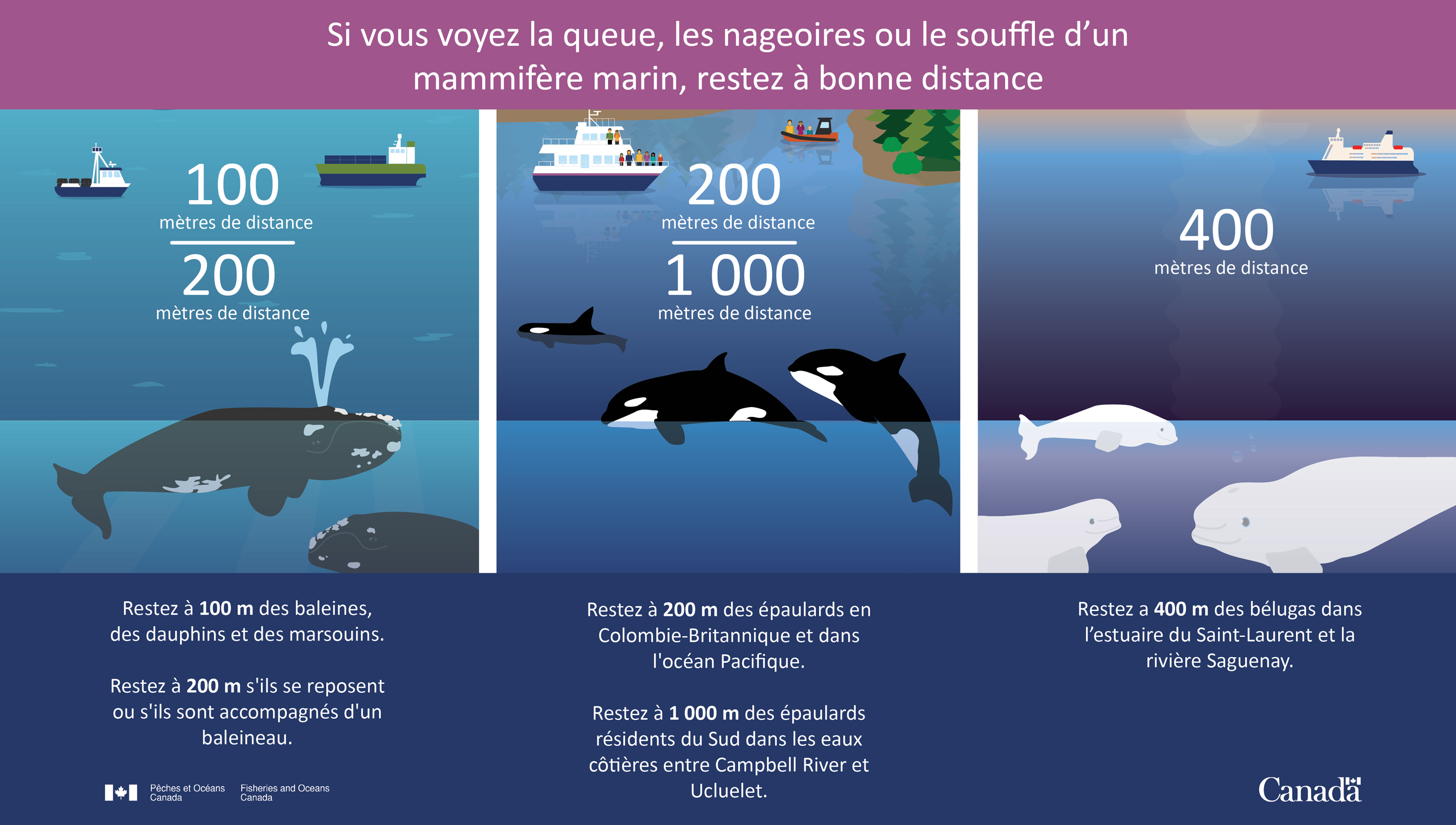Infographie : Si vous voyez la queue, les nageoires ou le souffle d'un mammifère marin, restez à bonne distance.