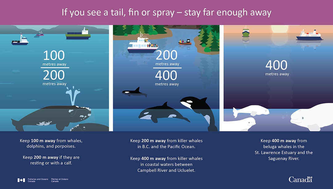 Infographic: If you see tail, fin or spray – Stay far enough away.