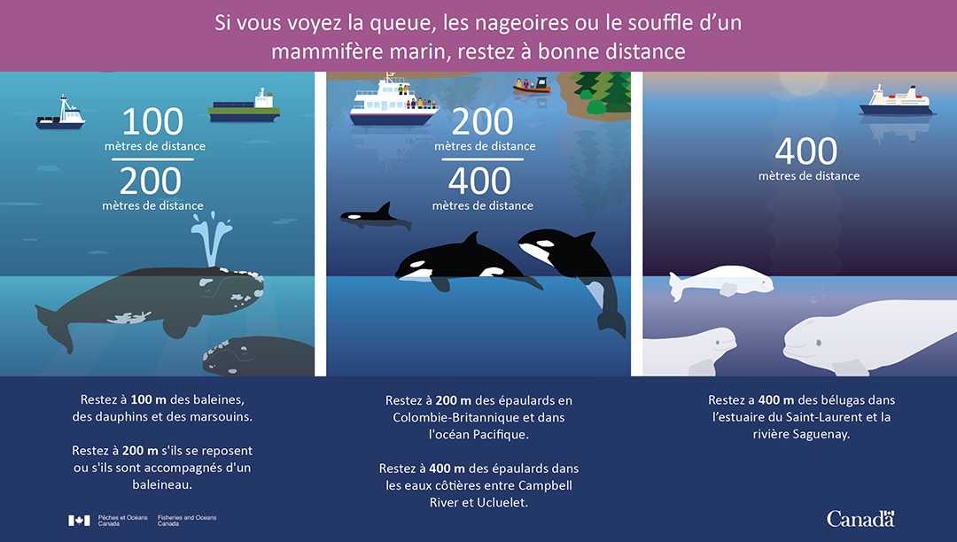 Infographie : Si vous voyez la queue, les nageoires ou le souffle d'un mammifère marin, restez à bonne distance.