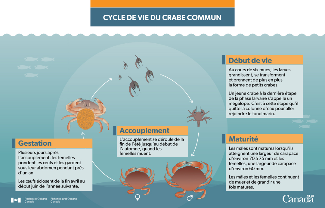 Infographie : Cycle de vie du crabe commun