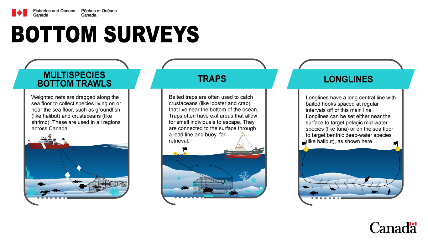 Multispecies bottom trawls: Weighted nets are dragged along the sea floor to collect species living on or near the sea floor, such as groundfish (like halibut) and crustaceans (like shrimp). These are used in all regions across Canada. Traps: Baited traps are often used to catch crustaceans (like lobster and crab) that live near the bottom of the ocean. Traps often have exit areas that allow for small individuals to escape. They are connected to the surface through a lead line and buoy, for retrieval. Longlines: Longlines have a long central line with baited hooks spaced at regular intervals off of this main line. Longlines can be set either near the surface to target pelagic mid-water species (like tuna) or on the sea floor to target benthic deep-water species (like halibut), as shown here.