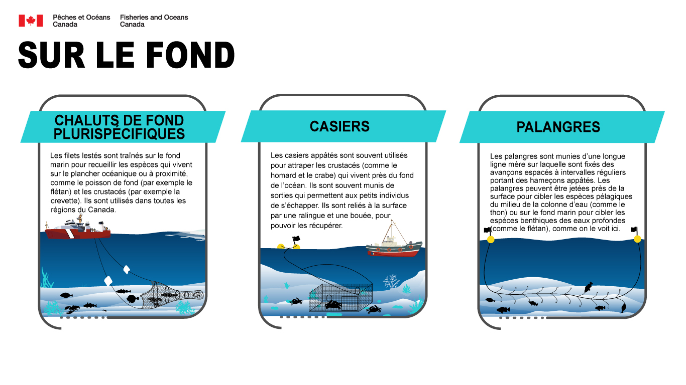 Chaluts de fond plurispécifiques: Les filets lestés sont traînés sur le fond marin pour recueillir les espèces qui vivent sur le plancher océanique ou à proximité, comme le poisson de fond (par exemple le flétan) et les crustacés (par exemple la crevette). Ils sont utilisés dans toutes les régions du Canada. Casiers: Les casiers appâtés sont souvent utilisés pour attraper les crustacés (comme le homard et le crabe) qui vivent près du fond de l'océan. Ils sont souvent munis de sorties qui permettent aux petits individus de s'échapper. Ils sont reliés à la surface par une ralingue et une bouée, pour pouvoir les récupérer. Palangres: Les palangres sont munies d'une longue ligne mère sur laquelle sont fixés des avançons espacés à intervalles réguliers portant des hameçons appâtés. Les palangres peuvent être jetées près de la surface pour cibler les espèces pélagiques du milieu de la colonne d'eau (comme le thon) ou sur le fond marin pour cibler les espèces benthiques des eaux profondes (comme le flétan), comme on le voit ici.