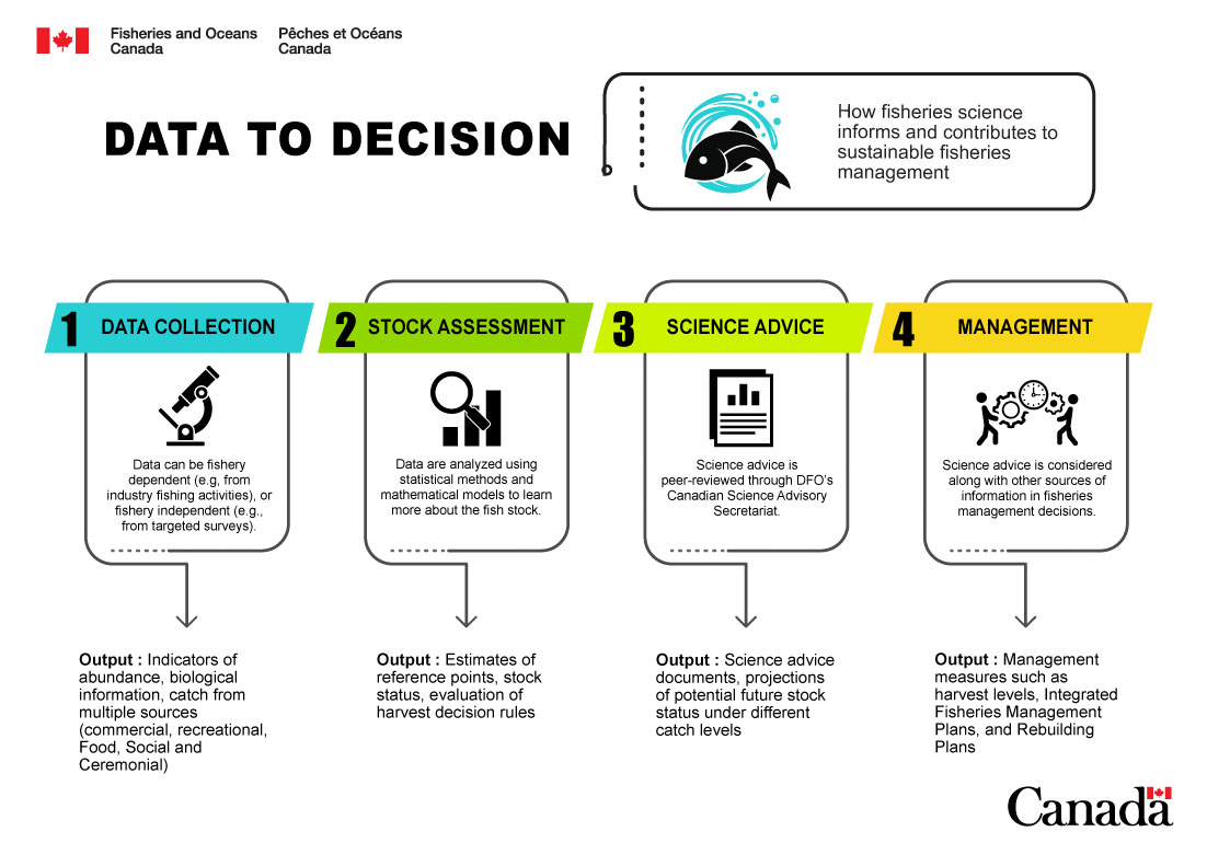 An infographic depicting the Data to Decision process which includes data collection, stock assessment, science advice, and fisheries management decisions. Data to decision: How fisheries science informs and contributes to sustainable fisheries management. Data Collection: Data can be fishery dependent (e.g. from industry fishing activities), or fishery independent (e.g. from targeted surveys). Output: Indicators of abundance, biological information, catch from multiple sources (commercial, recreational, Food, Social and Ceremonial). Stock assessment: Data are analyzed using statistical methods and mathematical models to learn more about the fish stock. Output: Estimates of the Limit Reference Points, stock status, evaluation of harvest control rules. Science advice: Science advice is peer-reviewed through DFO's Canadian Science Advisory Secretariat. Output: Science Advisory Reports, projections of potential future stock status under different catch levels.