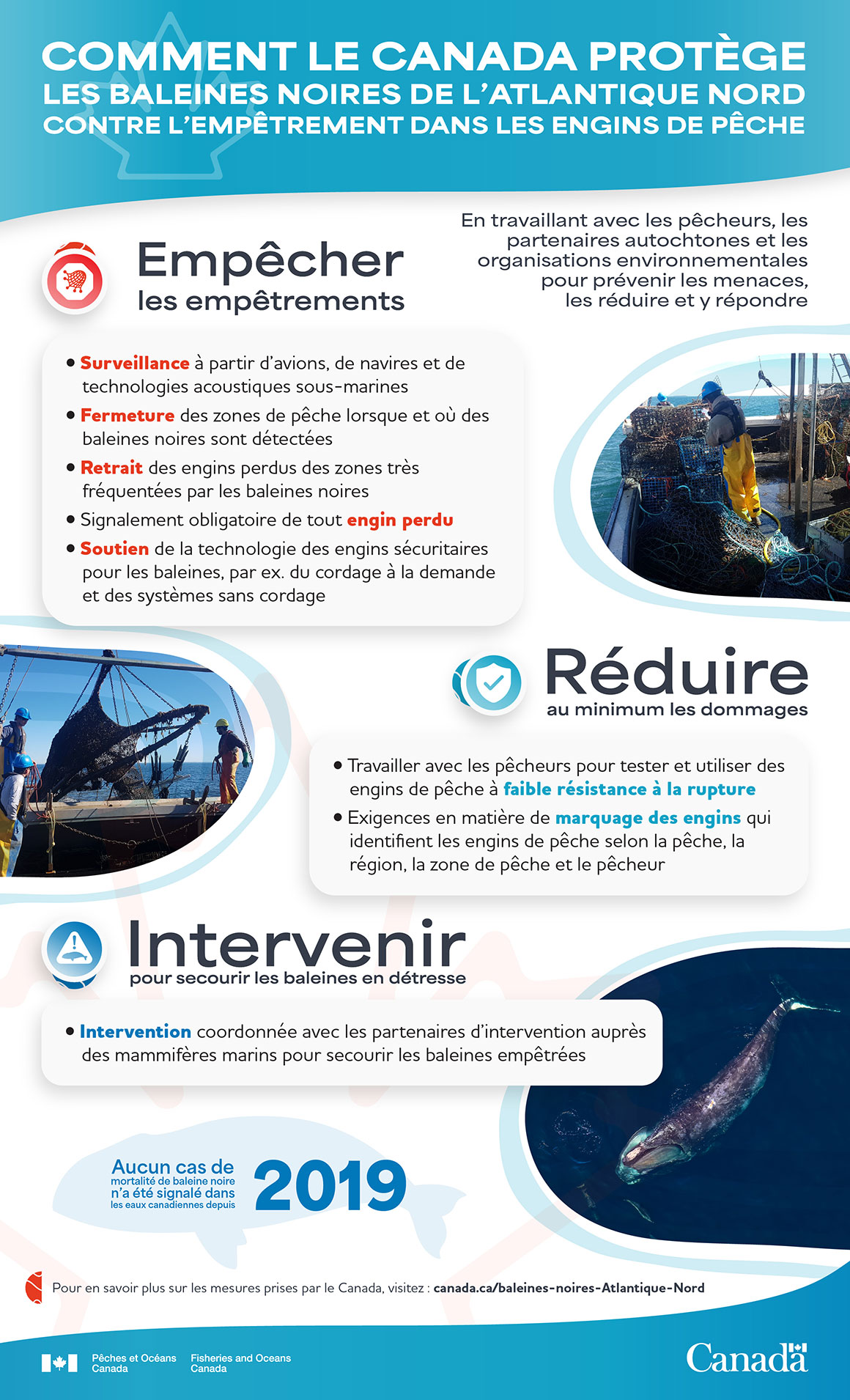 Infographie : Comment le Canada protège les baleines noires de l’Atlantique Nord contre l’empêtrement dans les engins de pêche
