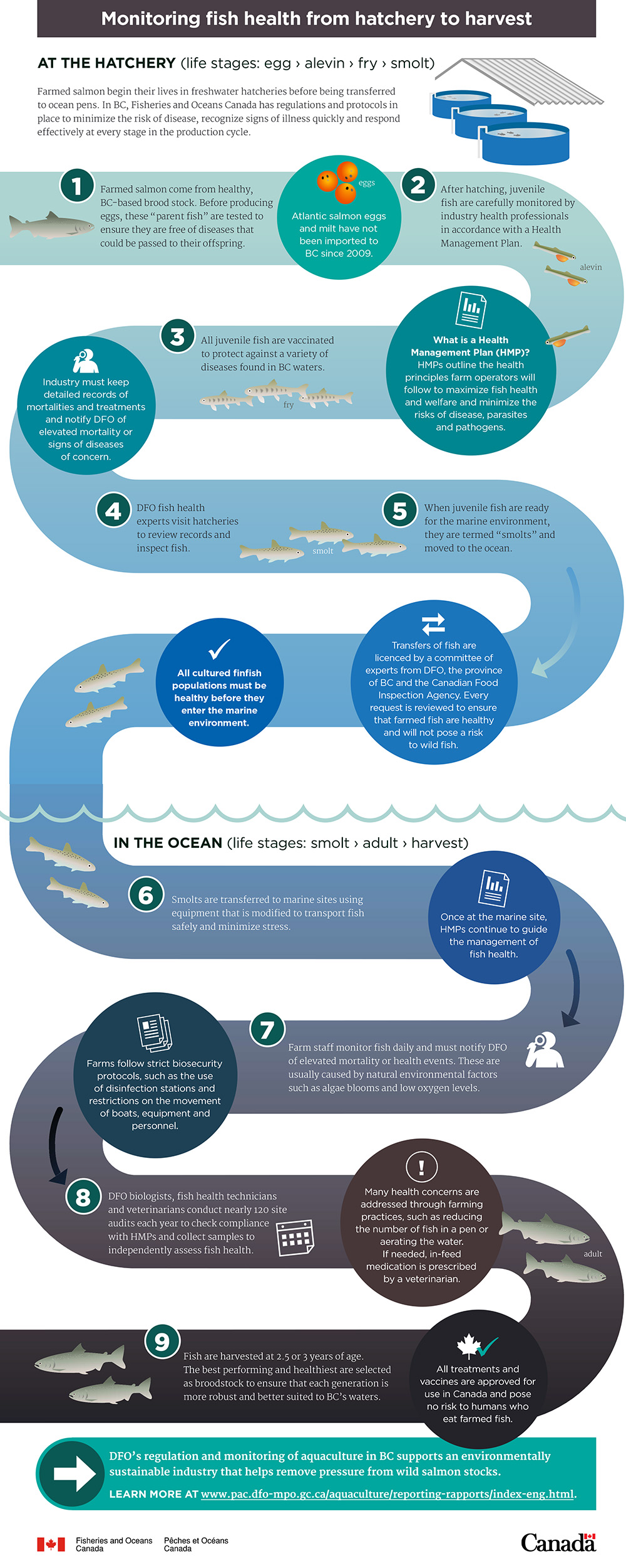Infographic: Monitoring fish health from hatchery to harvest