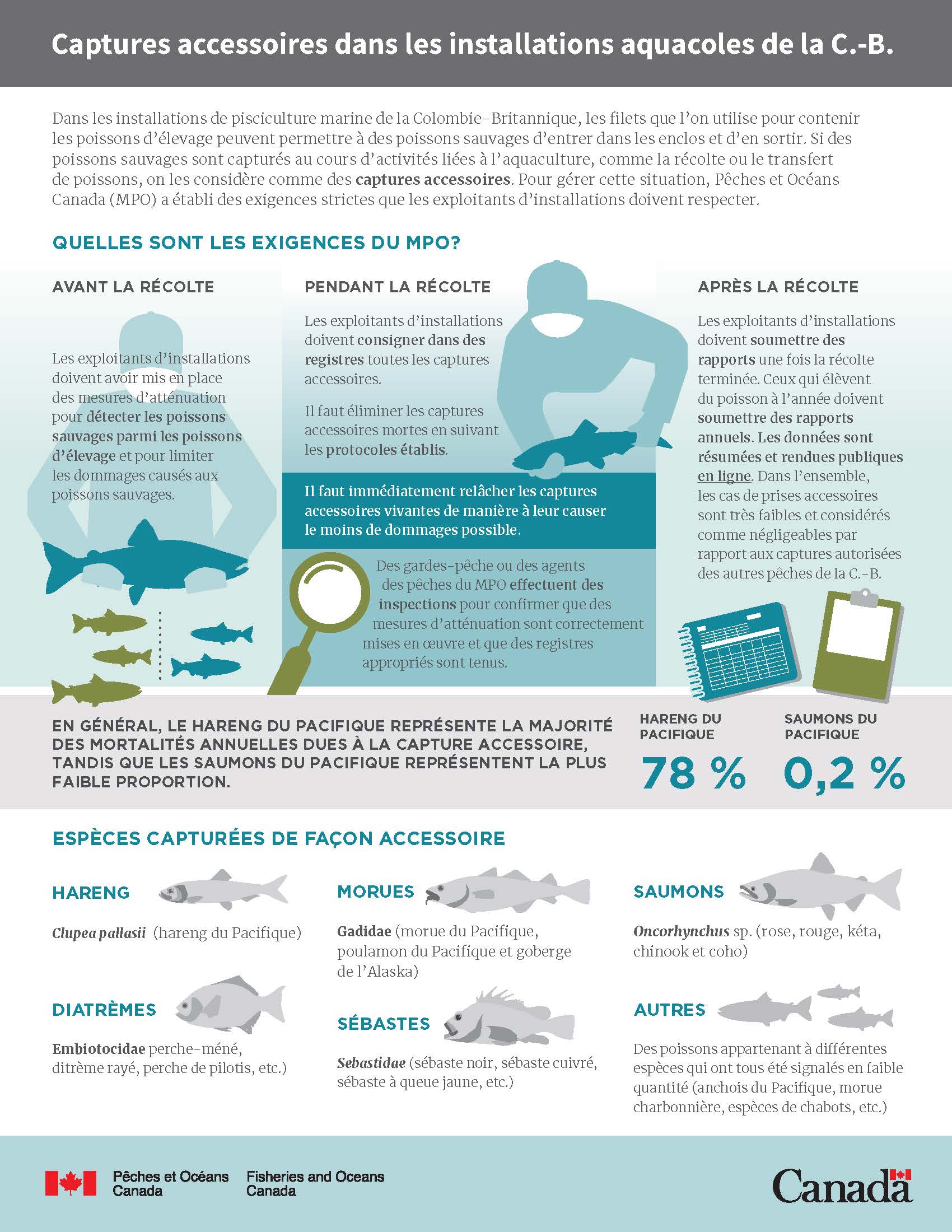 Infographie : Captures accessoires dans les installations aquacoles de la C.-B.