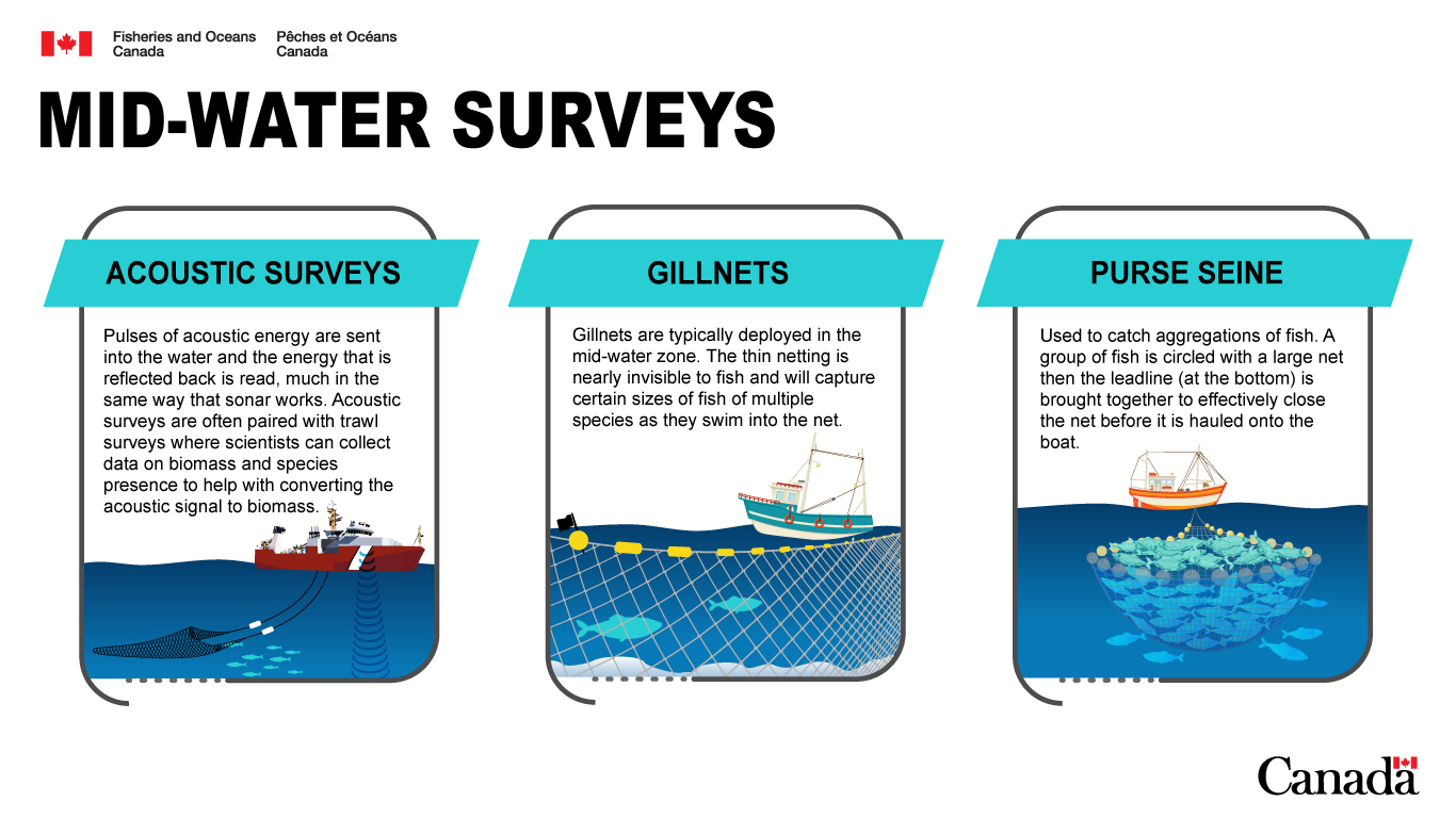 Acoustic surveys: Pulses of acoustic energy are sent into the water and energy that is reflected back is read, much in the same way that sonar works. Acoustic surveys are often paired with trawl surveys where scientists can collect data on biomass and species presence to help with converting the acoustic signal to biomass. Gillnets: Gillnets are typically deployed in the mid-water zone. The thin netting is nearly invisible to fish and will capture certain sizes of fish of multiple species as they swim into the net. Purse seine: Used to catch aggregations of fish. A group of fish is circled with a large net then the leadline (at the bottom) is brought together to effectively close the net before it is hauled onto the boat.