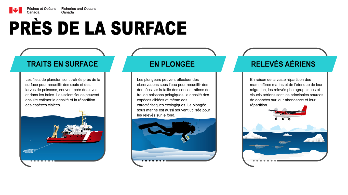 Traits en surface: Les filets de plancton sont traînés près de la surface pour recueillir des œufs et des larves de poissons, souvent près des rives et dans les baies. Les scientifiques peuvent ensuite estimer la densité et la répartition des espèces ciblées. En plongée: Les plongeurs peuvent effectuer des observations sous l'eau pour recueillir des données sur la taille des concentrations de frai de poissons pélagiques, la densité des espèces ciblées et même des caractéristiques écologiques. La plongée sous marine est aussi souvent utilisée pour les relevés sur le fond. Relevés aériens: En raison de la vaste répartition des mammifères marins et de l'étendue de leur migration, les relevés photographiques et visuels aériens sont les principales sources de données sur leur abondance et leur répartition.
