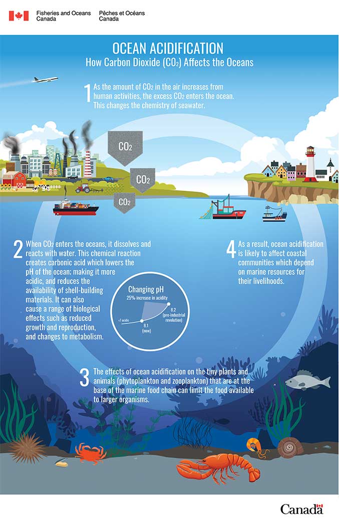 Infographic: Ocean acidification: How Carbon Dioxide (C0<sub>2</sub>) Affects the Oceans