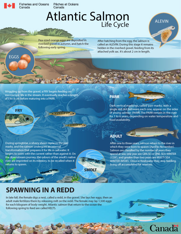 Infographic: Atlantic salmon life cycle