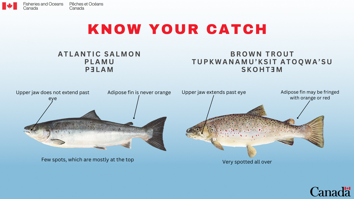 Infographic:The differences between Atlantic salmon and brown trout