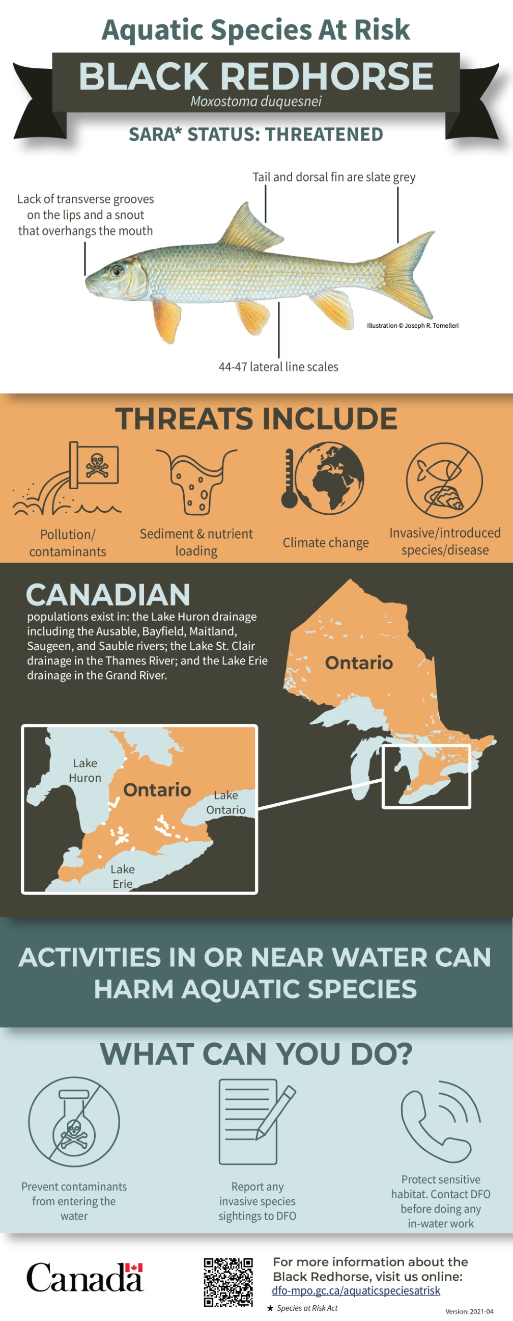 Infographic: Aquatic Species at Risk, Black Redhorse (Moxostoma duquesnei)