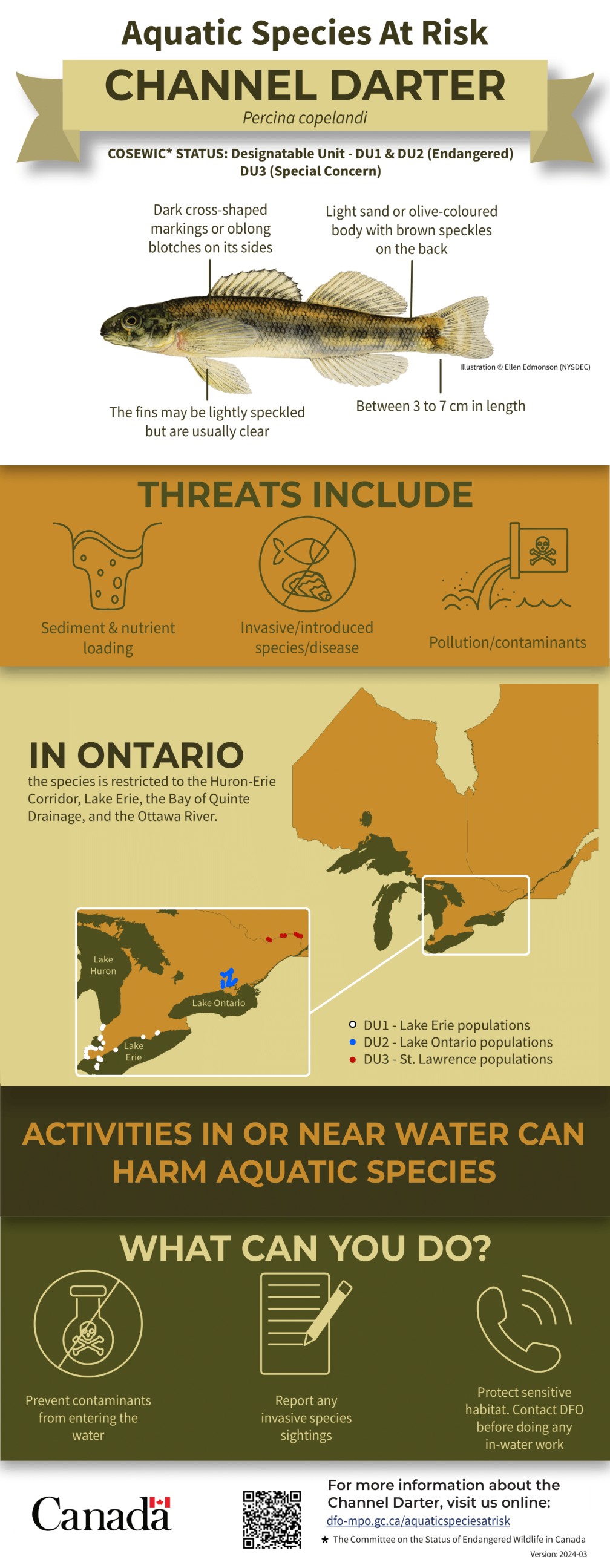 Infographic: Aquatic Species at Risk, Channel Darter (Percina copelandi)