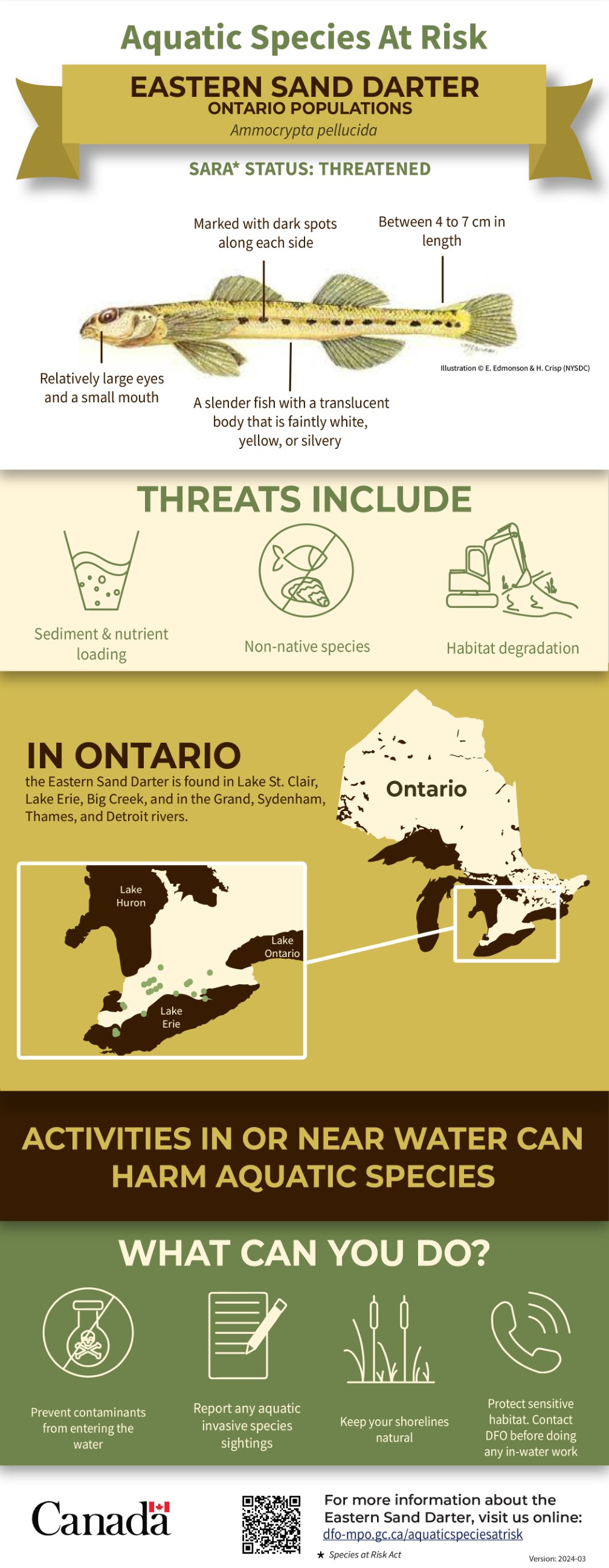 Infographic: Aquatic Species at Risk, Eastern Sand Darter (Ontario populations) (Ammocrypta pellucida)