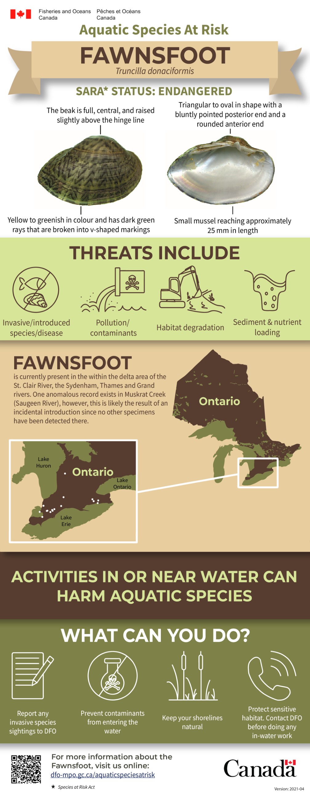 Infographic: Aquatic Species at Risk, Fawnsfoot (Truncilla donaciformis)