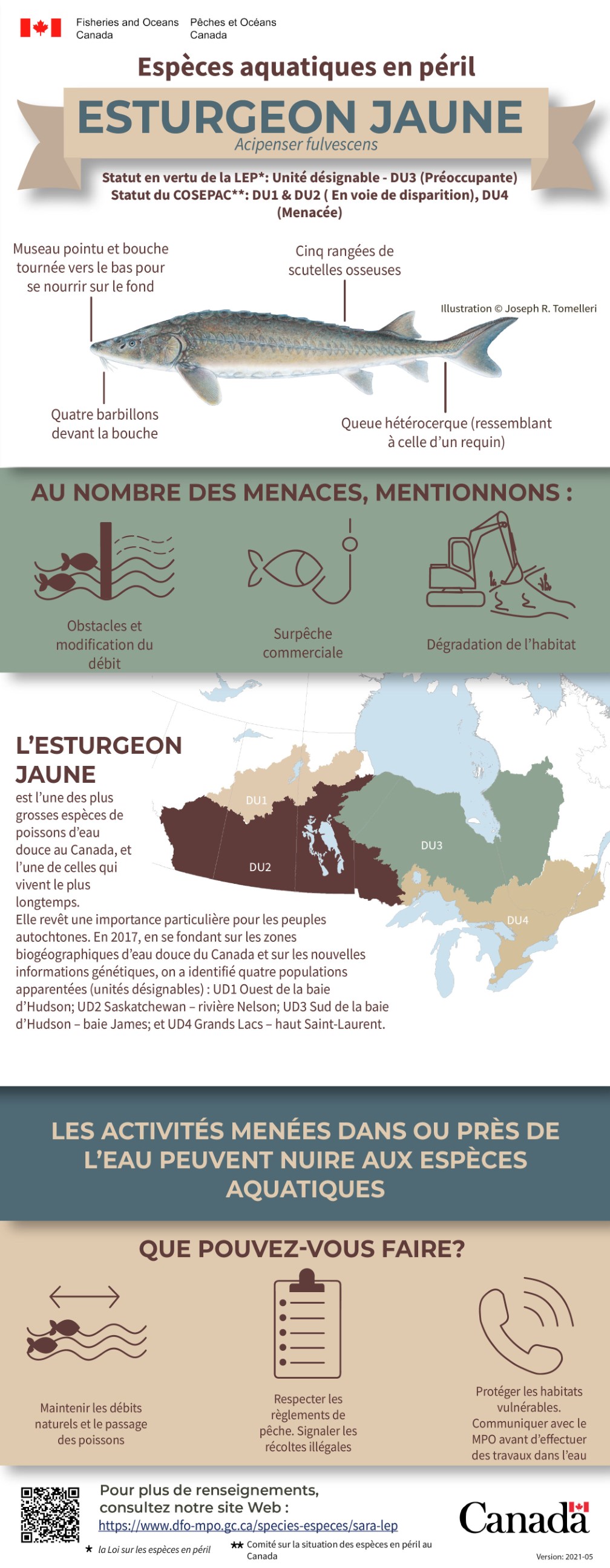 Infographie : Espèces aquatiques en péril, Esturgeon jaune (Acipenser fulvescens)