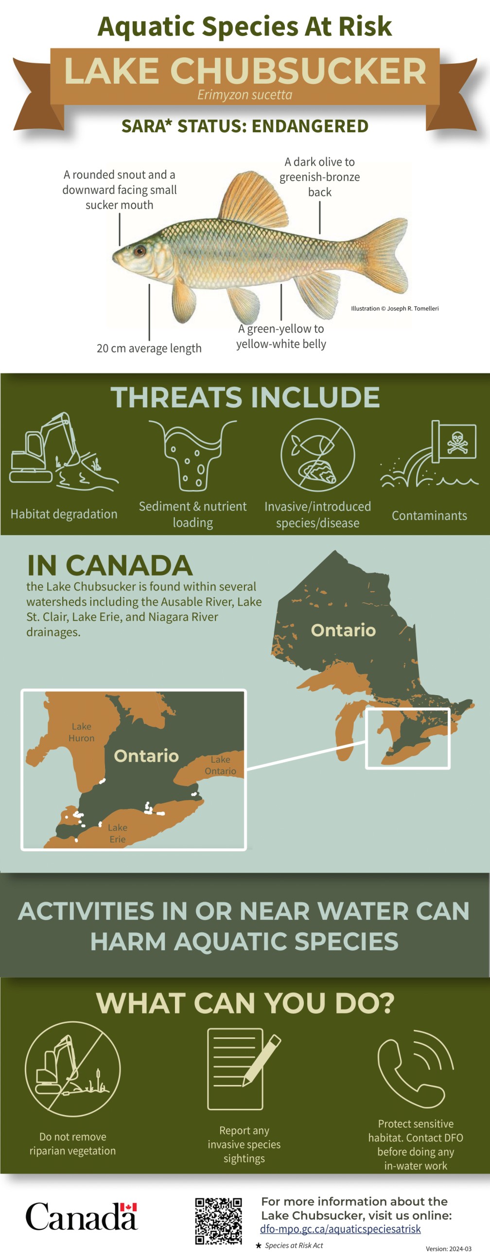 Infographic: Aquatic Species at Risk, Lake Chubsucker (Erimyzon sucetta)