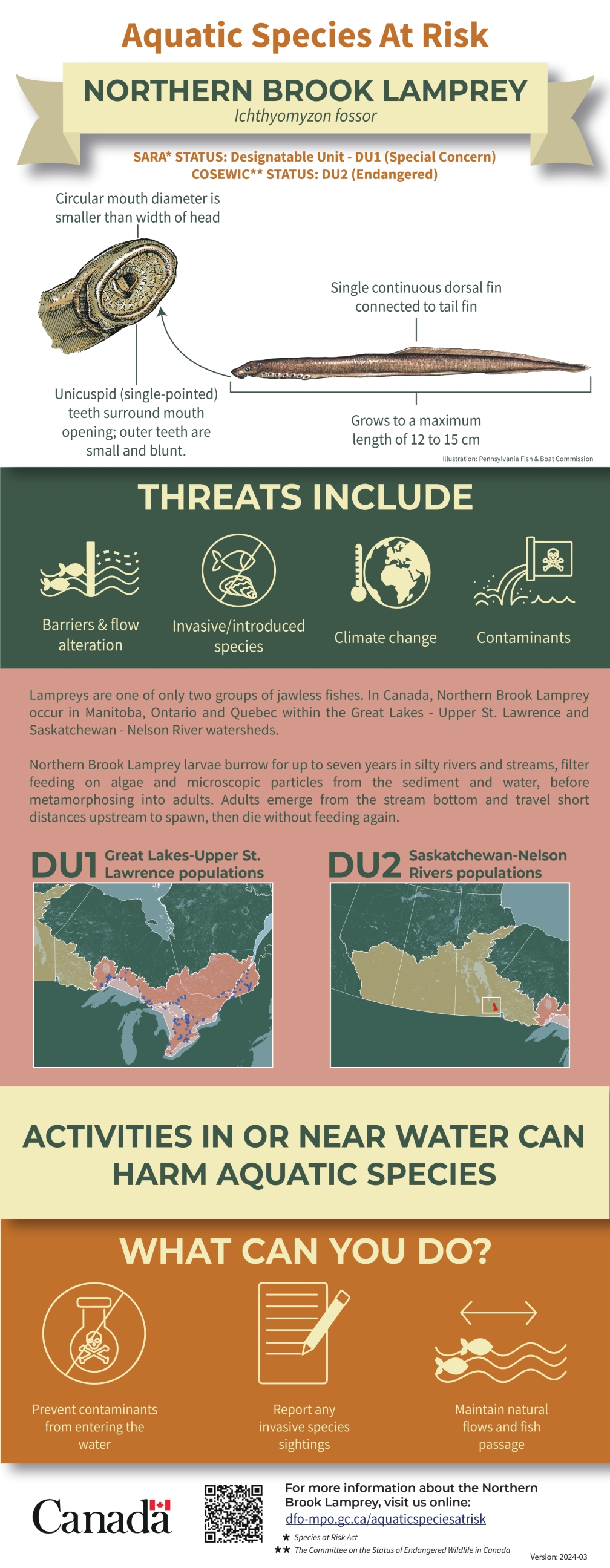 Infographic: Aquatic Species at Risk, Northern Brook Lamprey (Ichthyomyzon fossor)