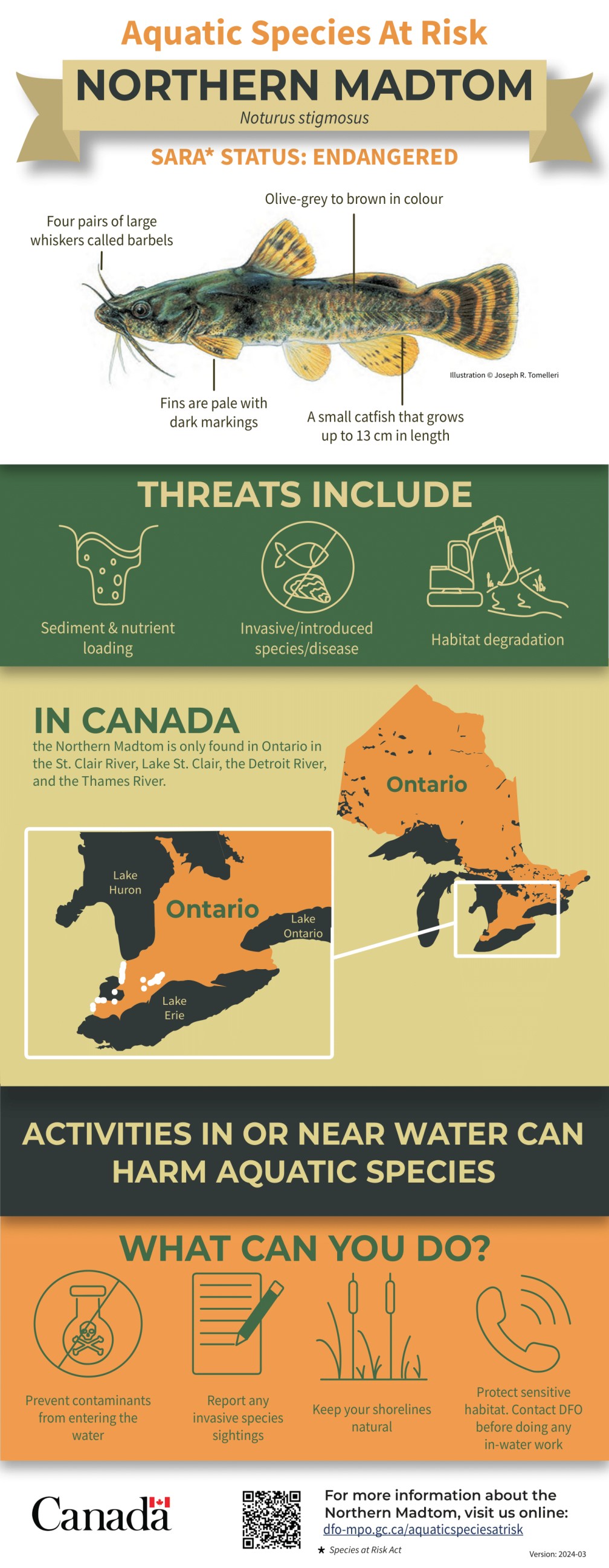 Infographic: Aquatic Species at Risk, Northern Madtom (Noturus stigmosus)