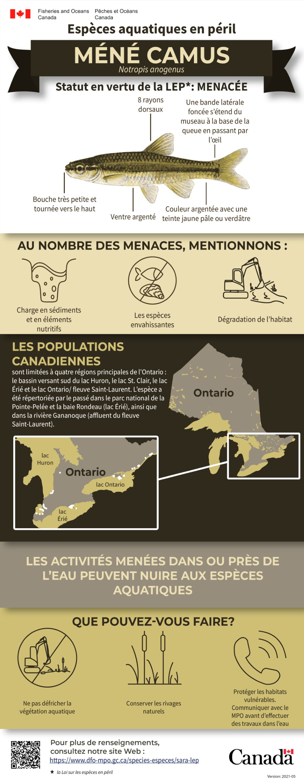 Mene Poisson Espèces aquatiques en péril, méné camus (Notropis anogenus)