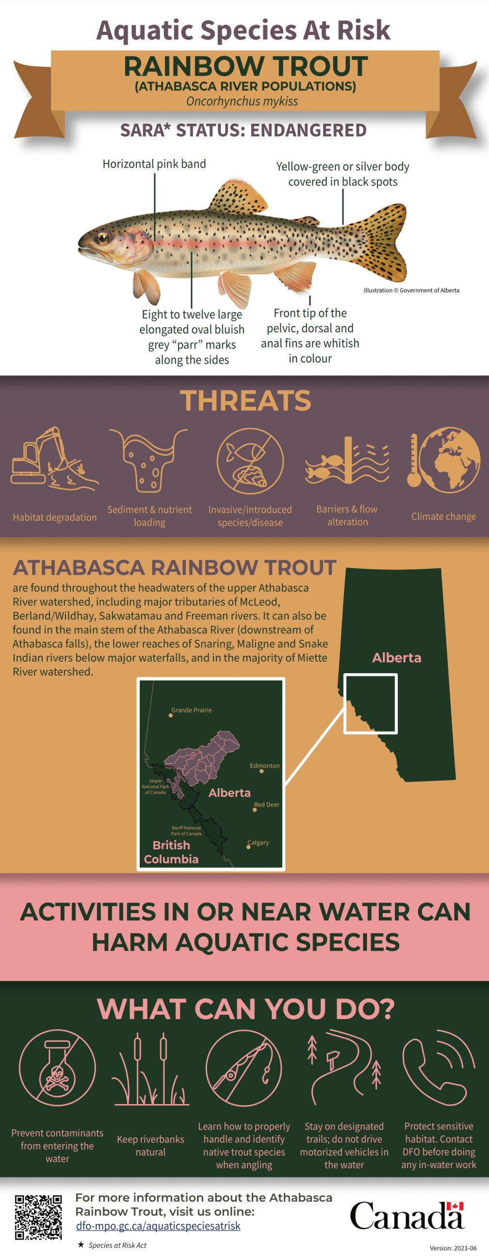 Infographic: Aquatic Species at Risk, Rainbow Trout (Athabasca River populations) (Oncorhynchus mykiss)