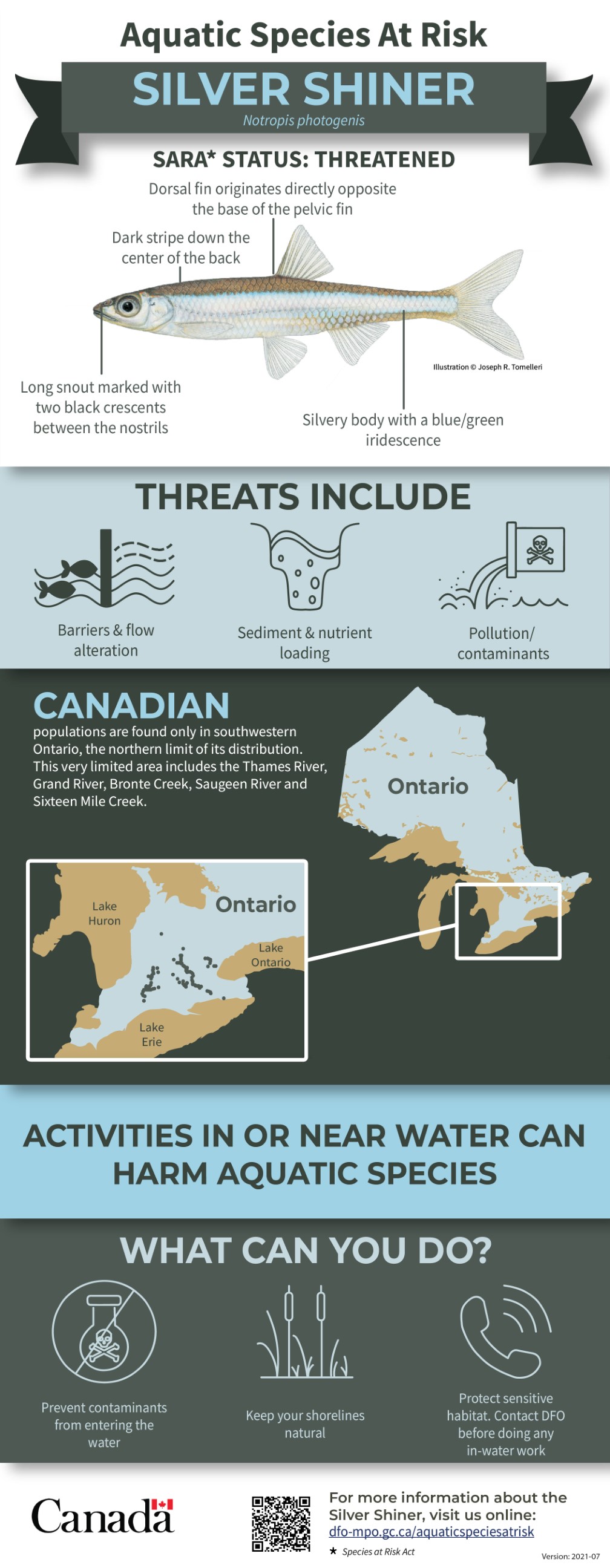 Infographic: Aquatic Species at Risk, Silver Shiner (Notropis photogenis)