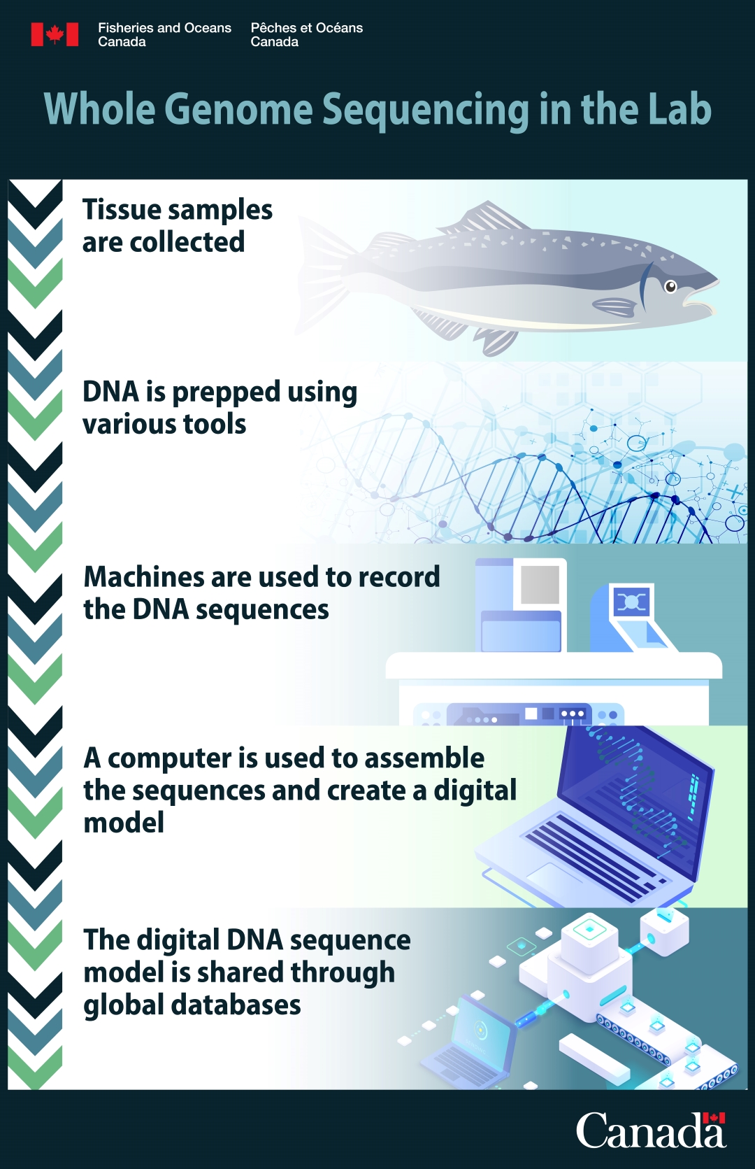 Infographic: Whole genome sequencing in the lab