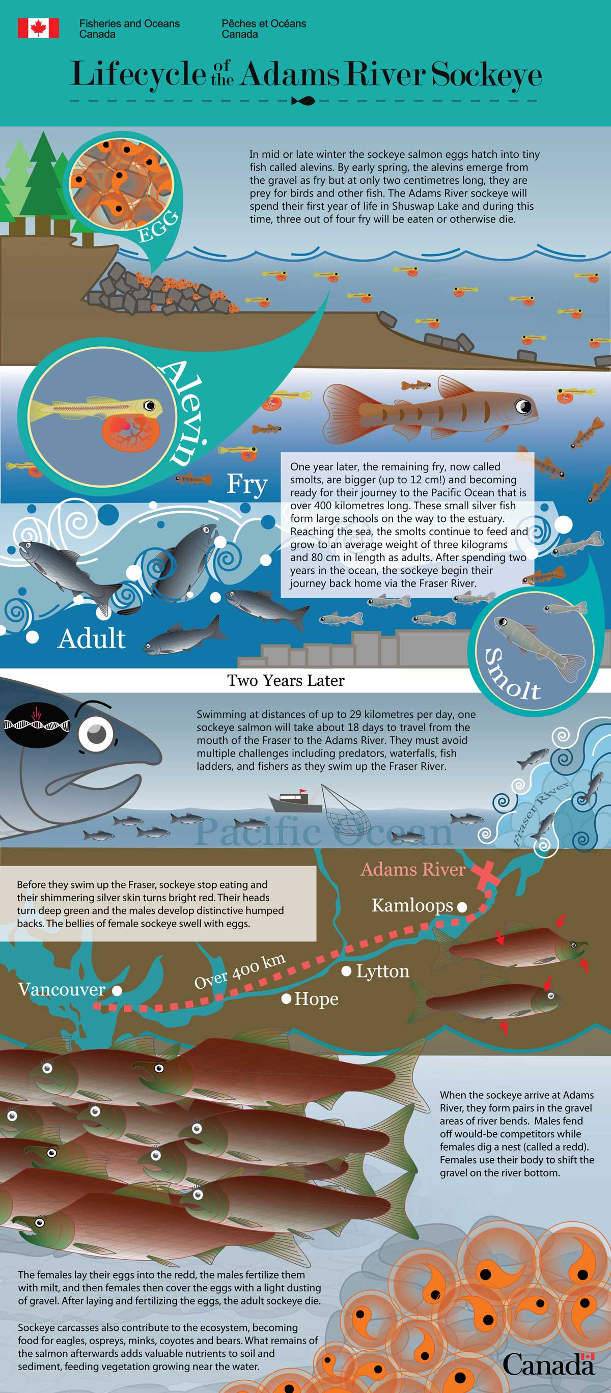 Infographic: Lifecycle of the Adams River Sockeye