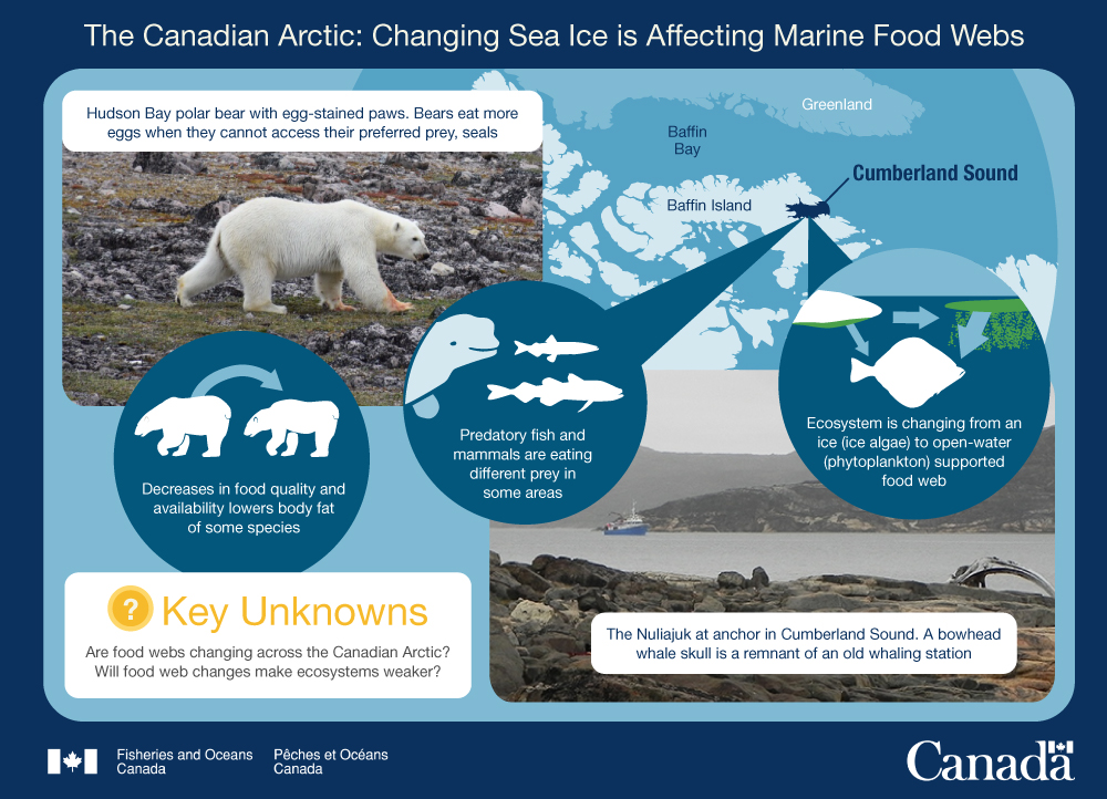 Infographic 5 : Changing sea ice is affecting marine food webs