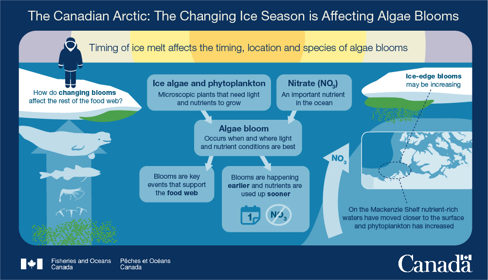 Infographic 6: The changing ice season is affecting algae blooms