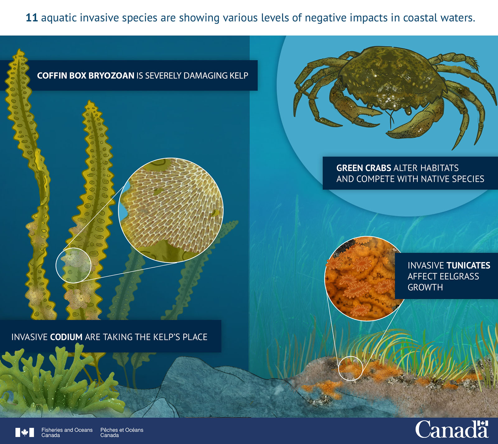Infographic Aquatic Invasive Species are Here
