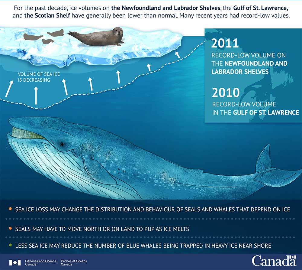 Infographic: Less Sea Ice