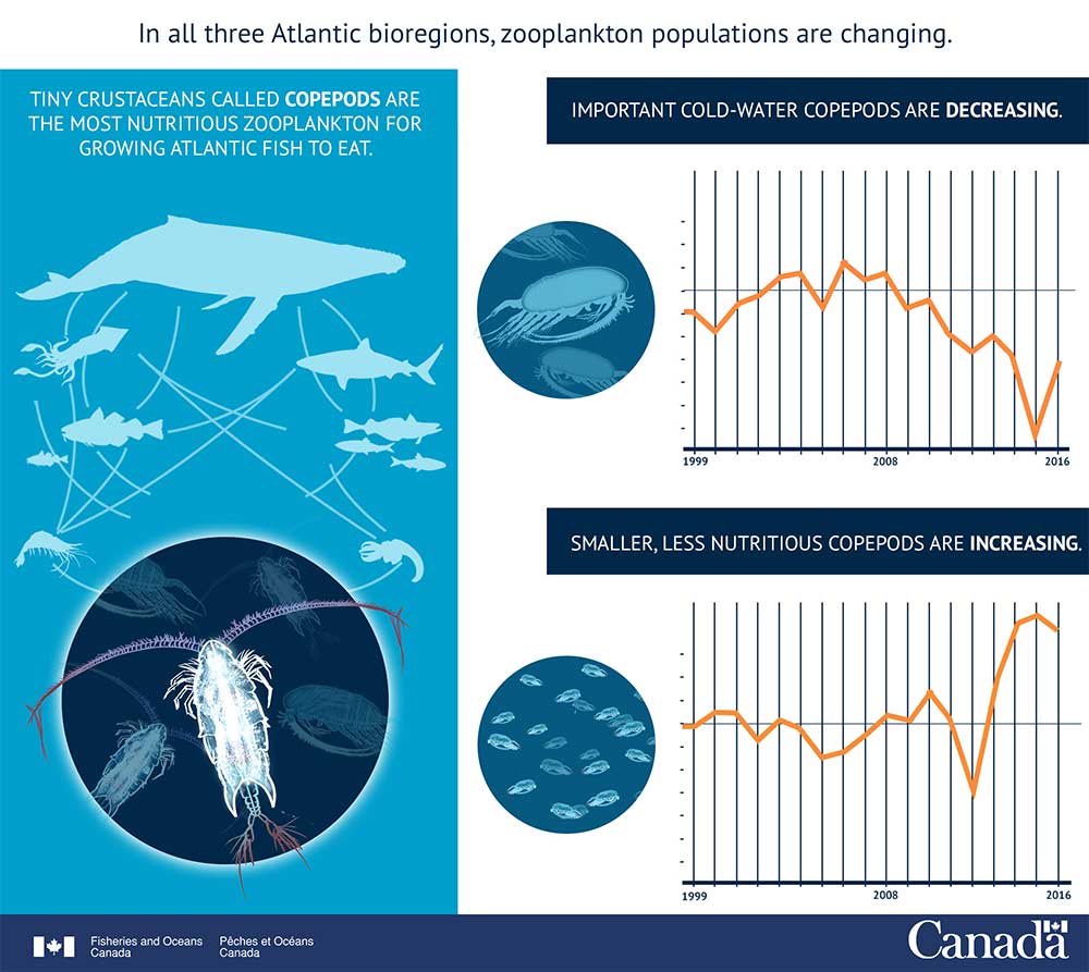 Infographic: Less Nutritious Zooplankton