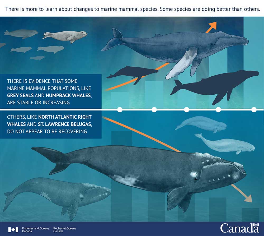Infographic: Marine Mammals are Up and Down