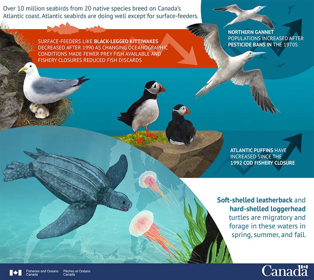 Infographic: Sea Birds and Sea Turtles Come and Go