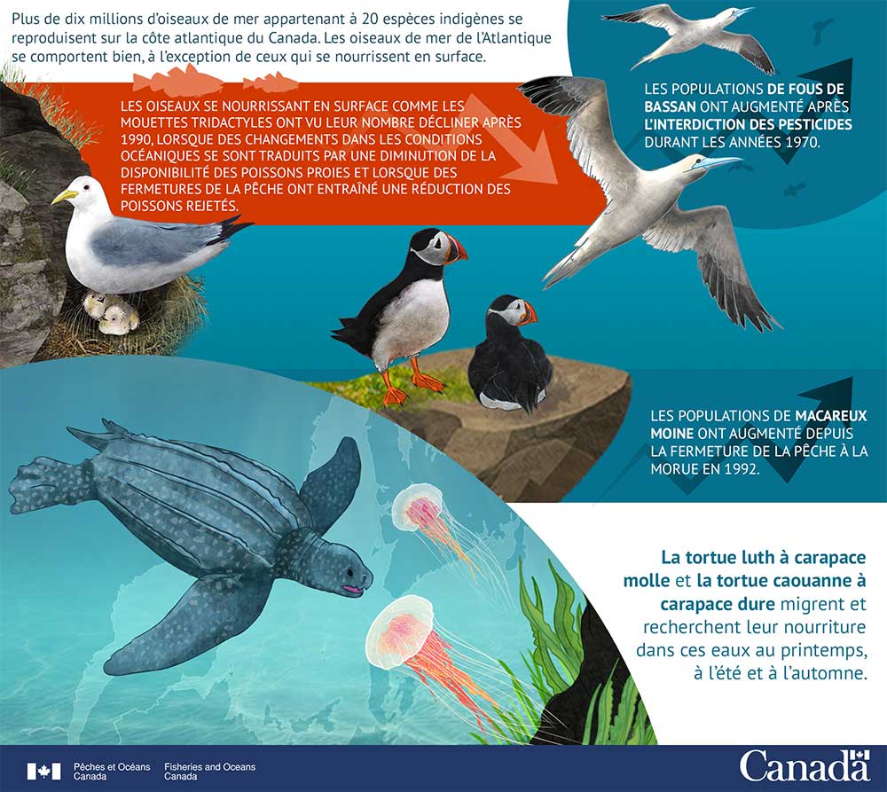 Infographie : Les oiseaux de mer et les tortues de mer vont et viennent