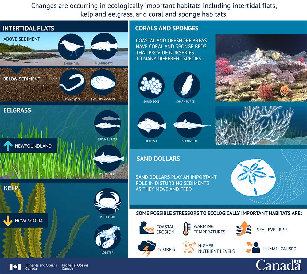 Infographic: Important Habitats are Changing