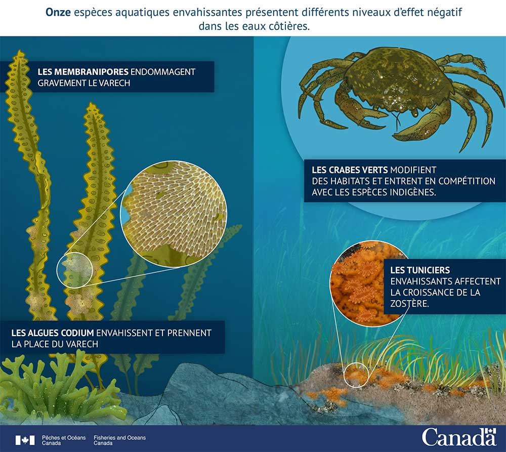 Infographie : Des espèces aquatiques envahissantes sont arrivées