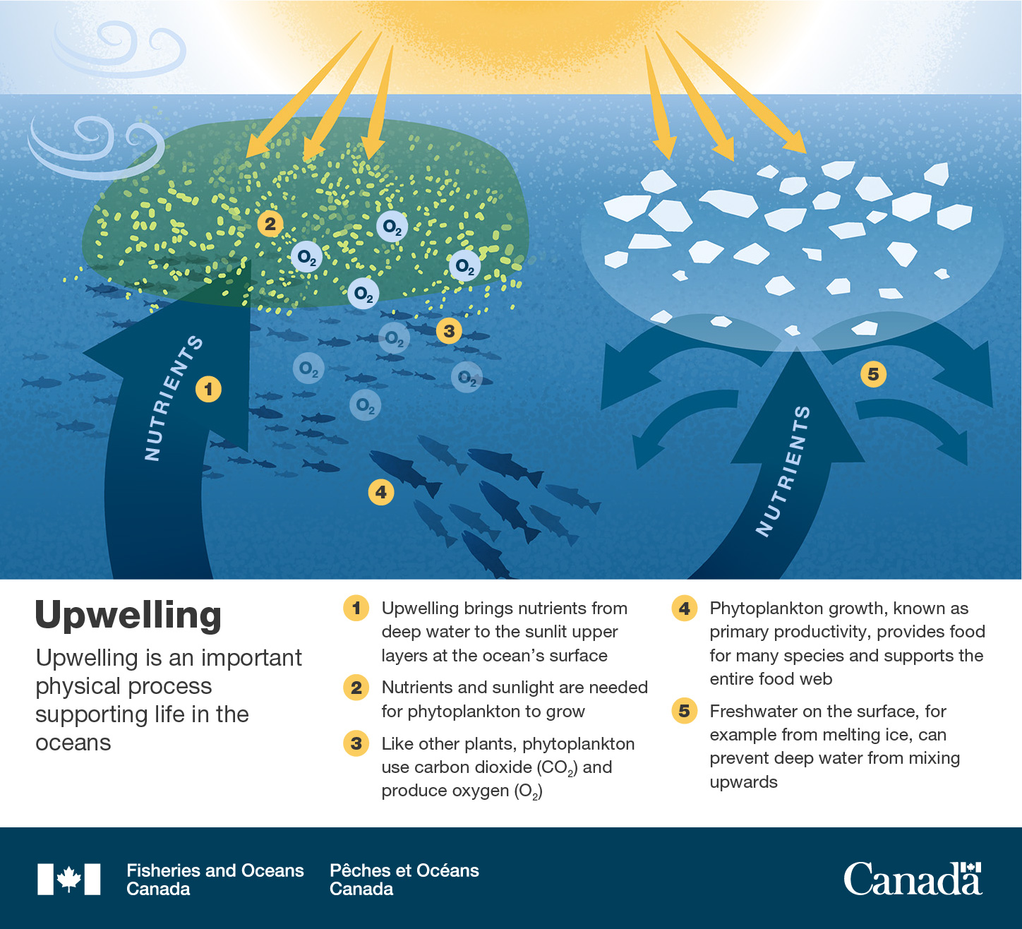 Infographic: Upwelling