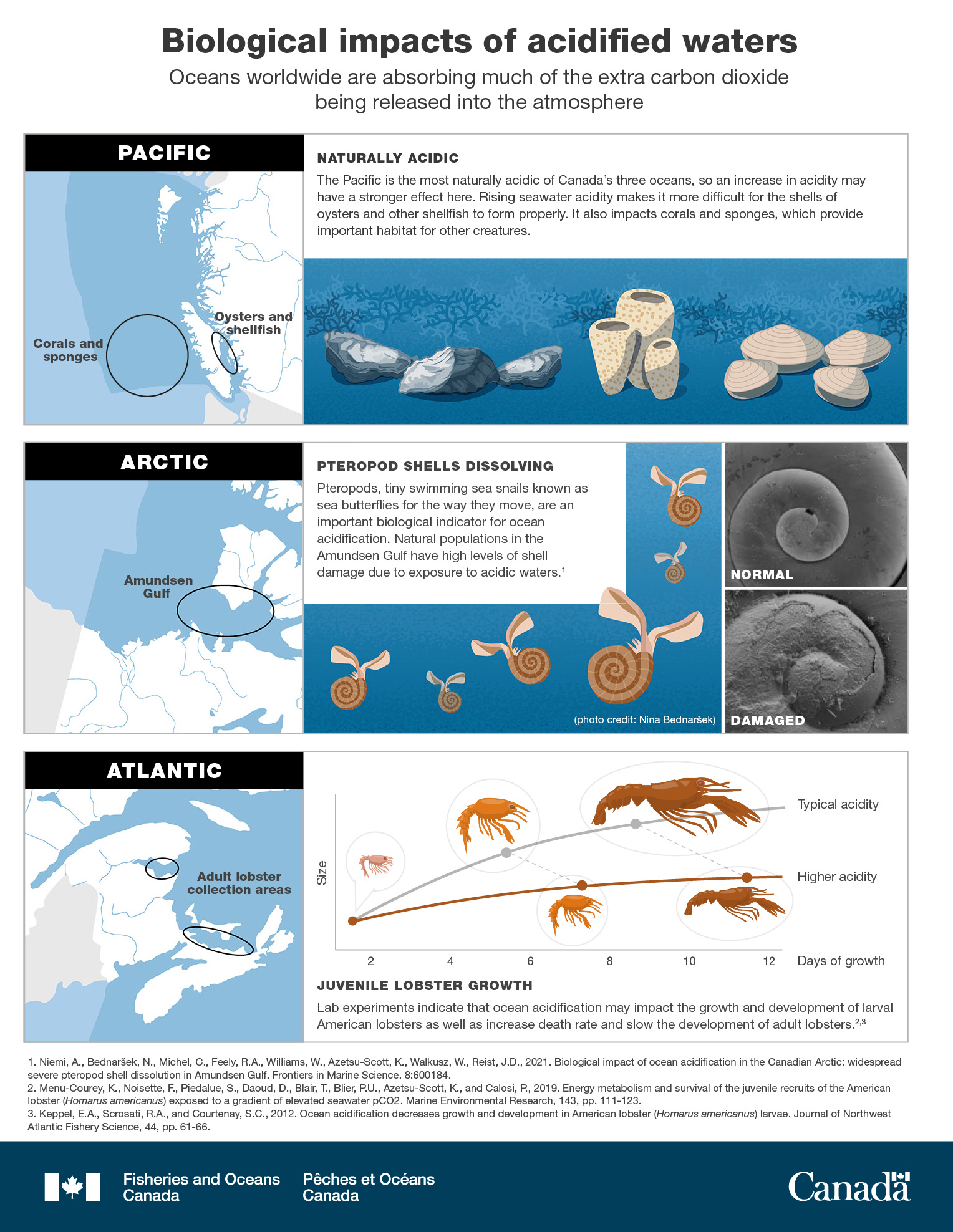 Infographic: Biological impacts of acidified waters