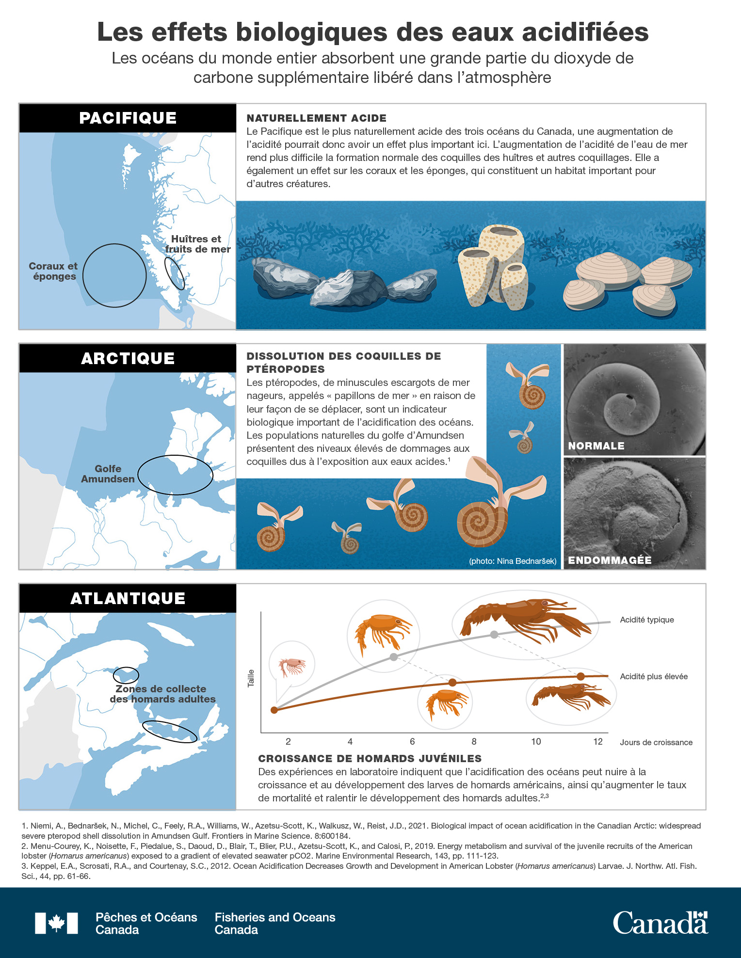 Infographie : Les effets biologiques des eaux acidifiées
