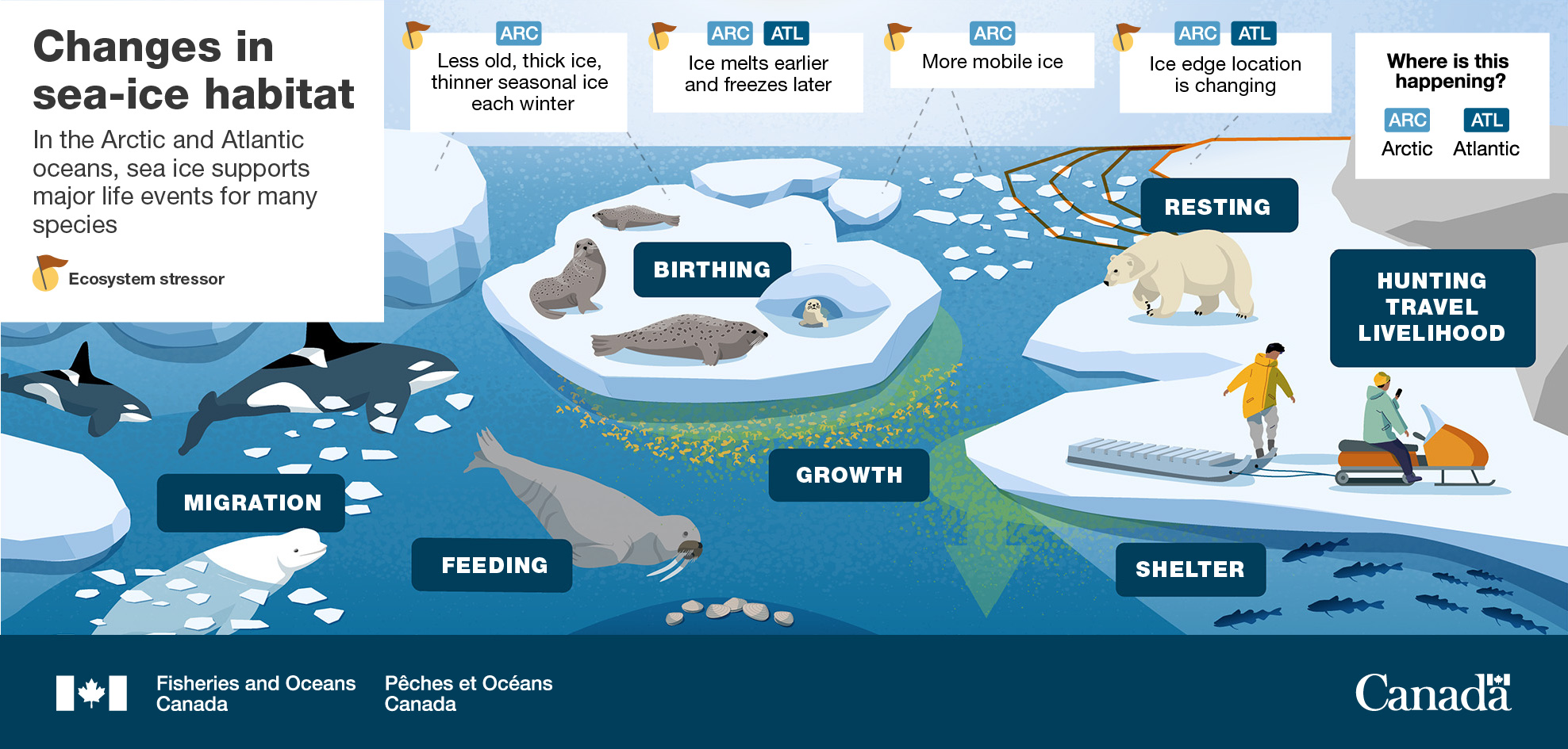 Infographic: Changes in sea-ice habitats