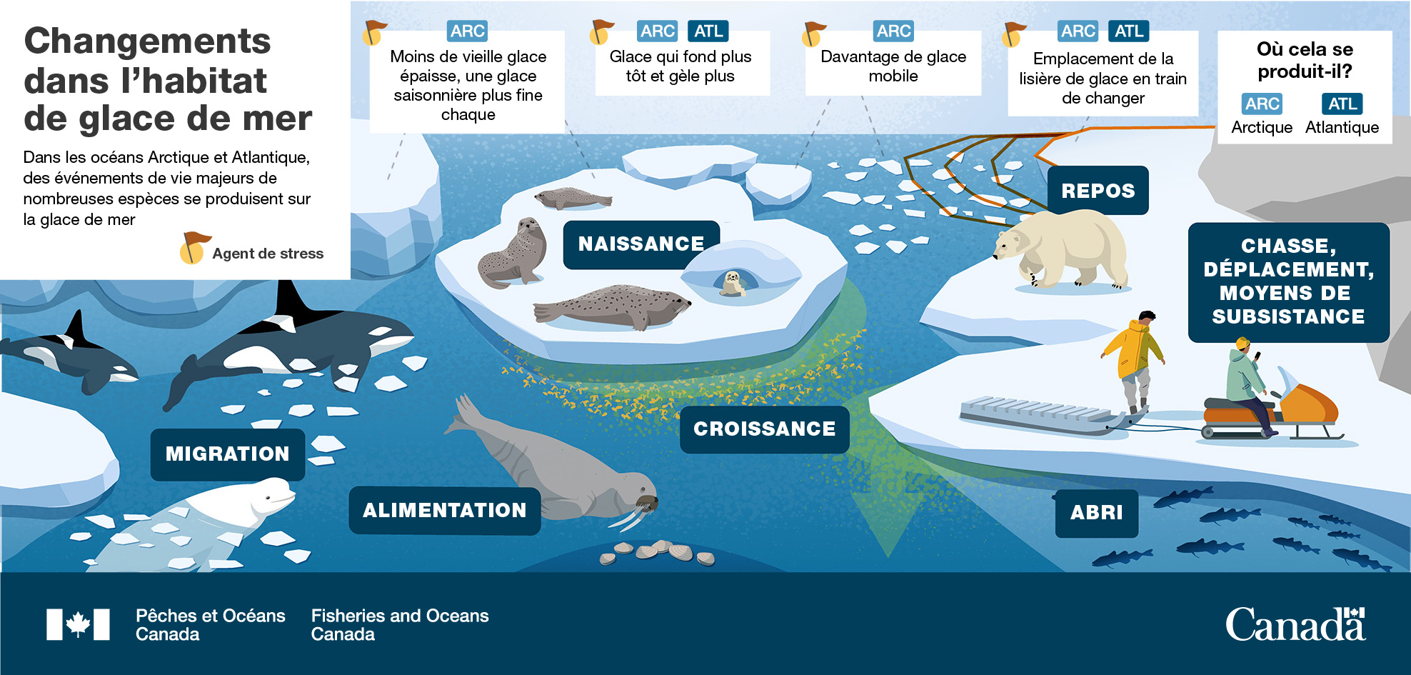 Infographie : Changements dans l’habitat de glace de mer