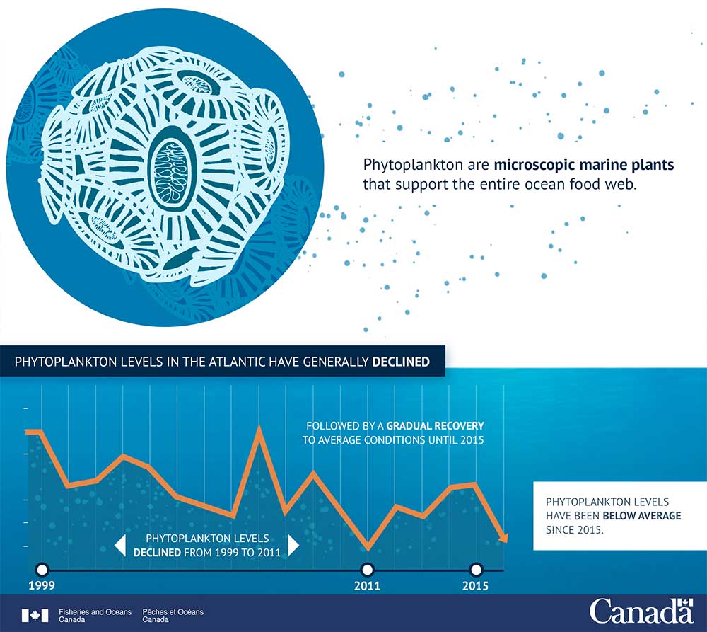 Infographic: Phytoplankton Levels are Low