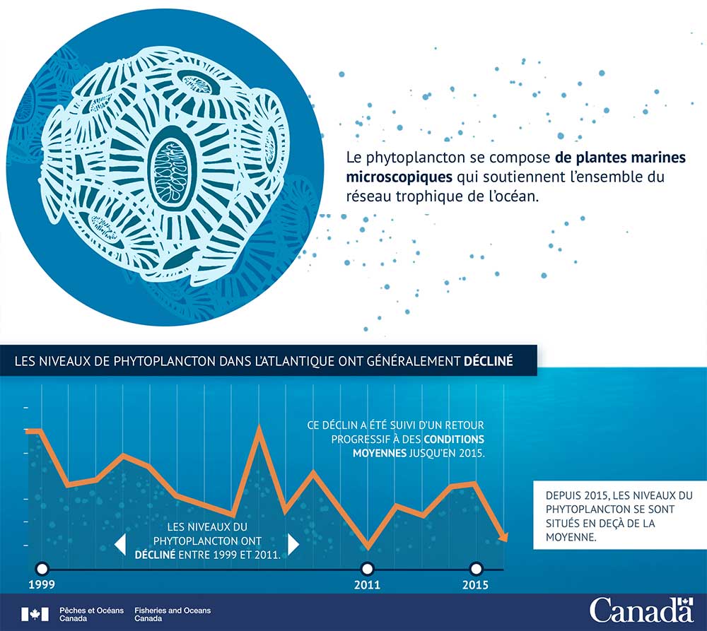 Infographie : Les niveaux de phytoplancton ont généralement décliné