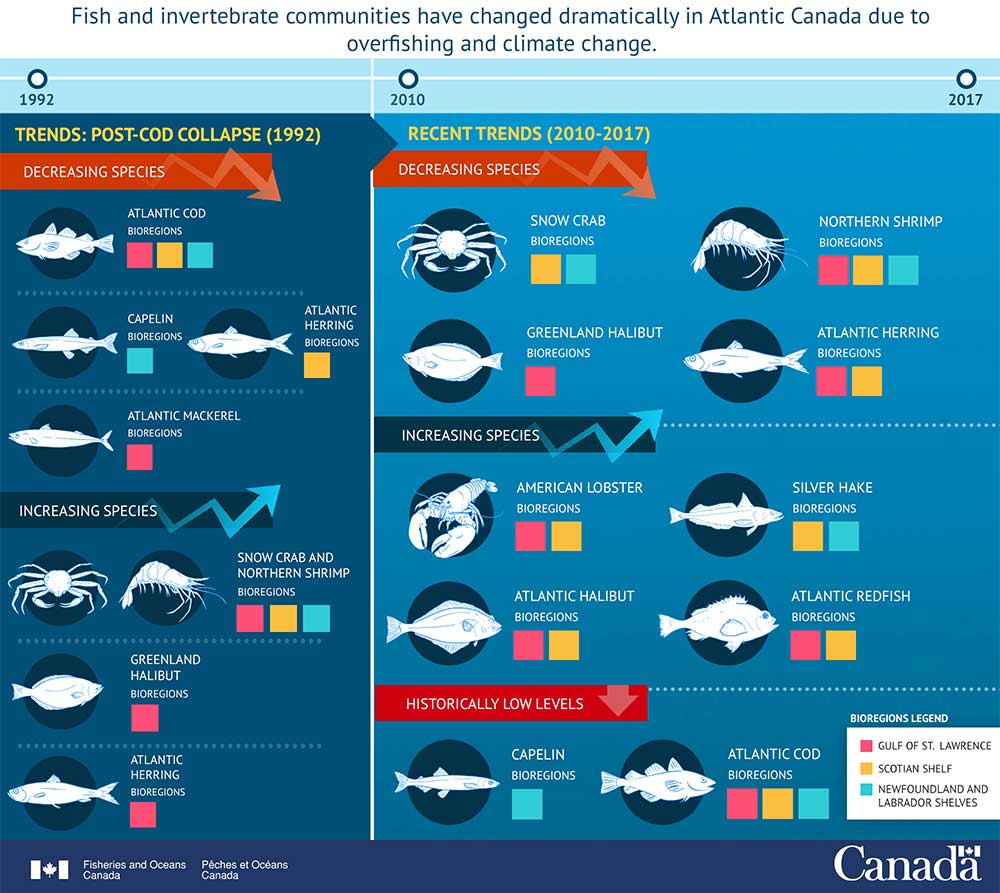 Infographic: Rise and Fall of Fish and Invertebrates