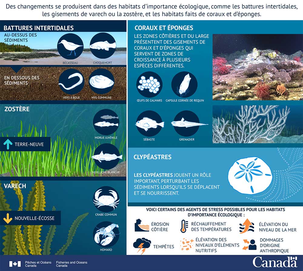Infographie : Des habitats importants changent